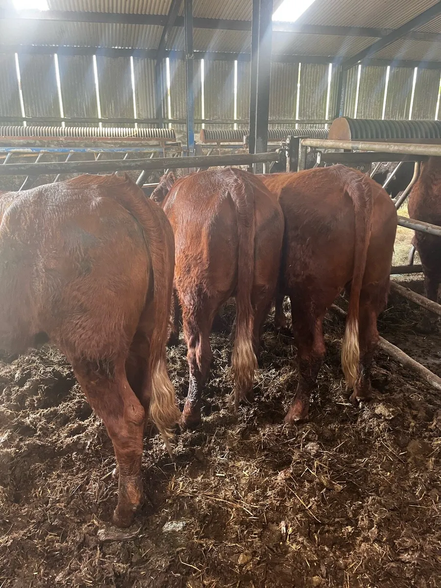 3 saler cross heifers - Image 1