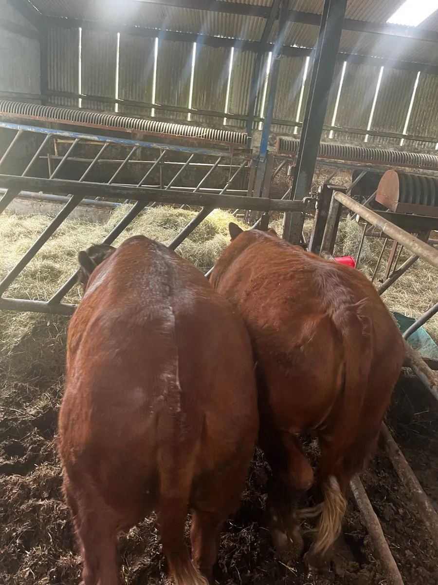 3 saler cross heifers - Image 2