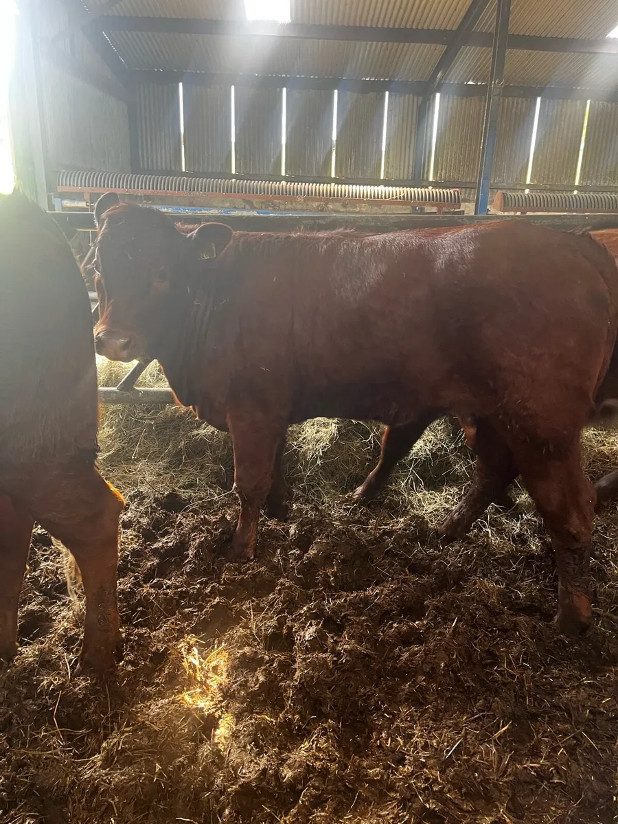 3 saler cross heifers - Image 3