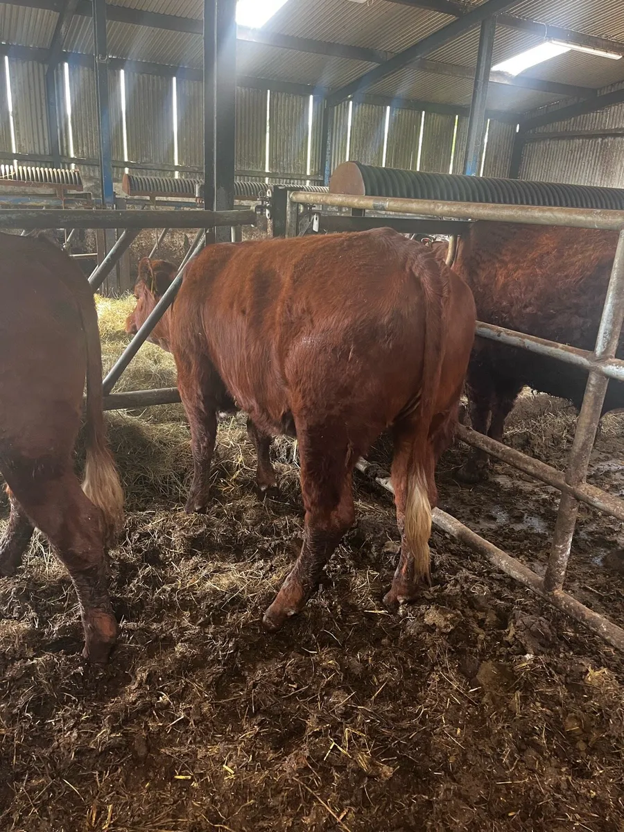 3 saler cross heifers - Image 4