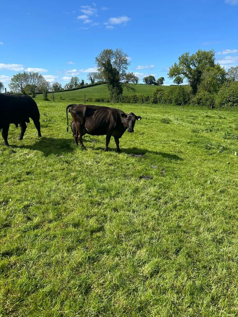 2 cows suitable for calves - Image 1