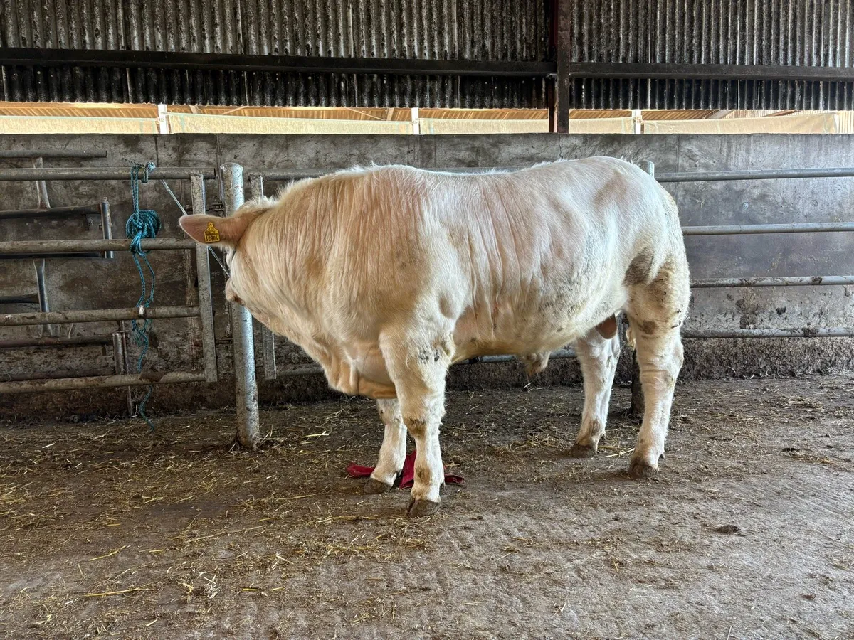 Charolais bull - Image 3