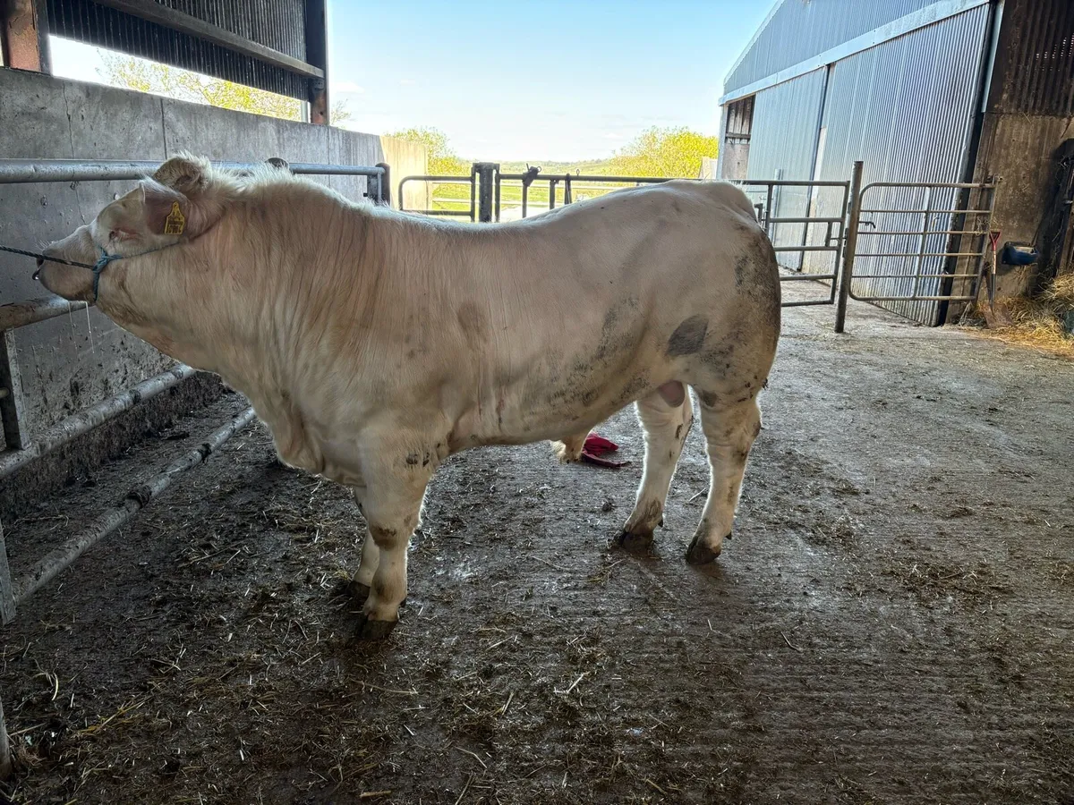Charolais bull - Image 4