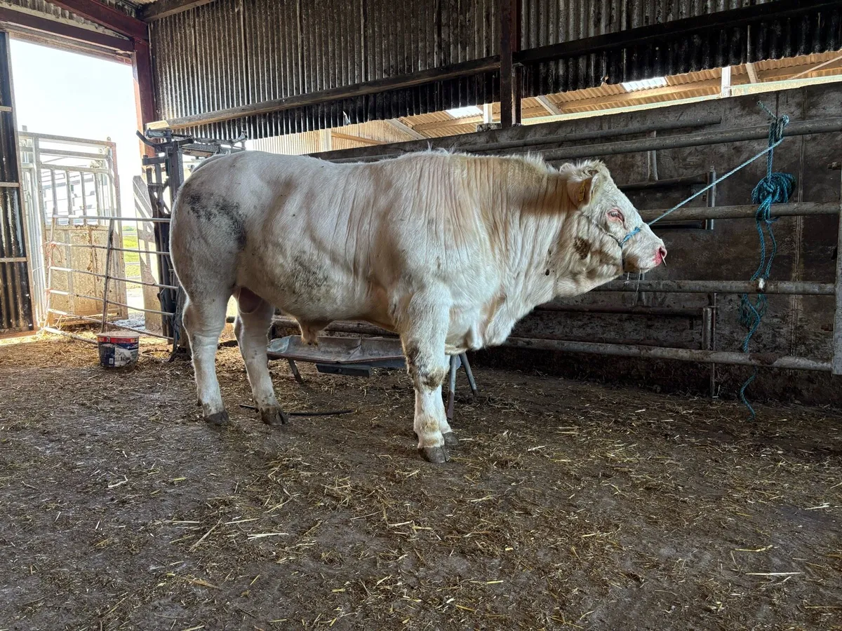 Charolais bull - Image 1