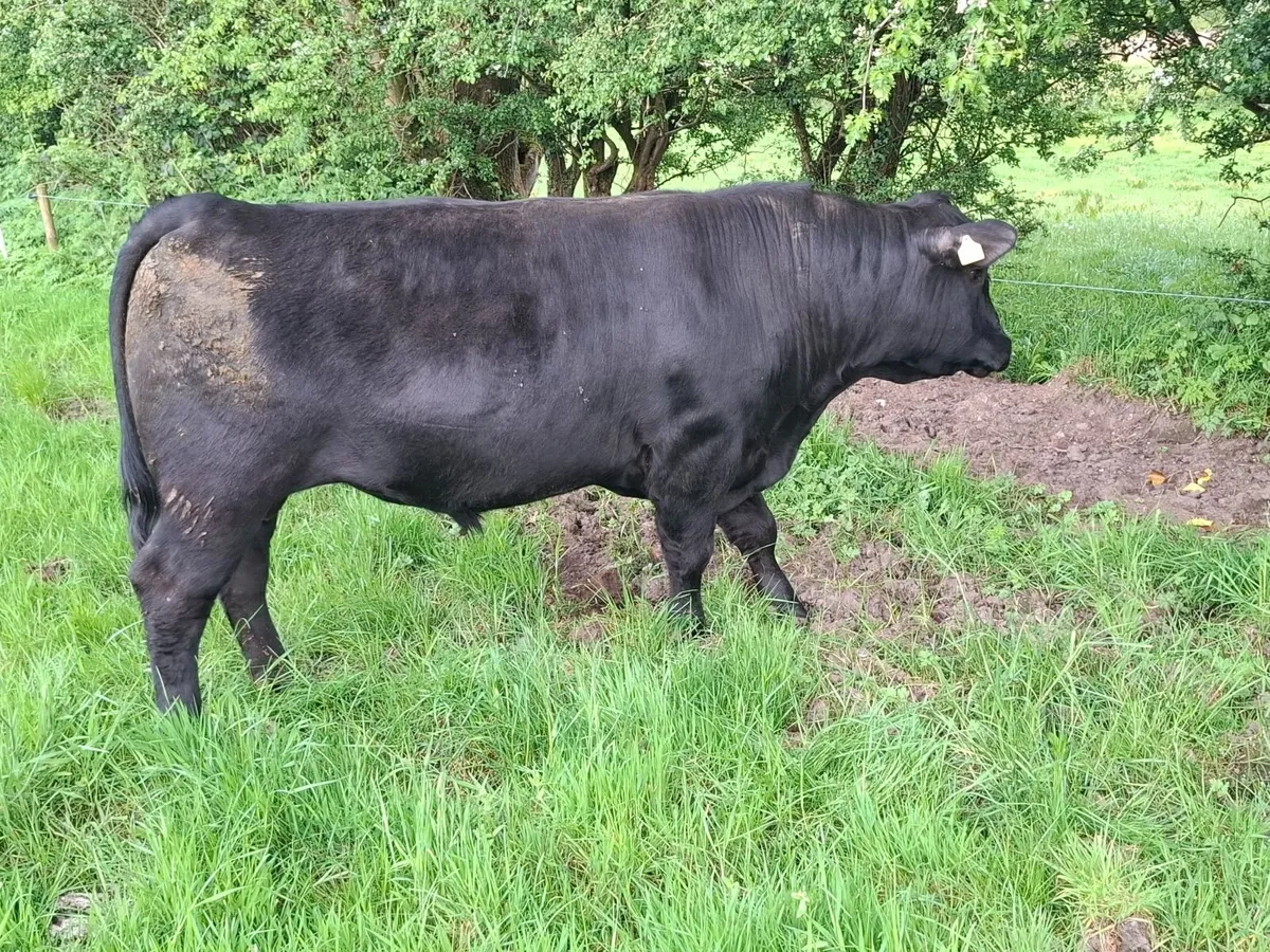 Pedigee AA 5***** Bulls/ Choice - Image 1