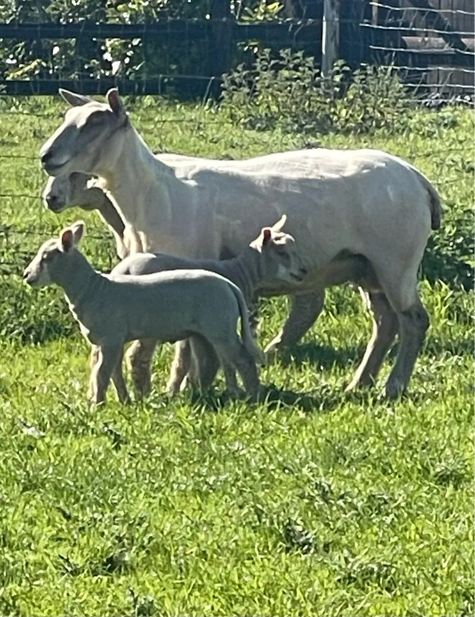 Pb Charollais ewes & Lambs - Image 1