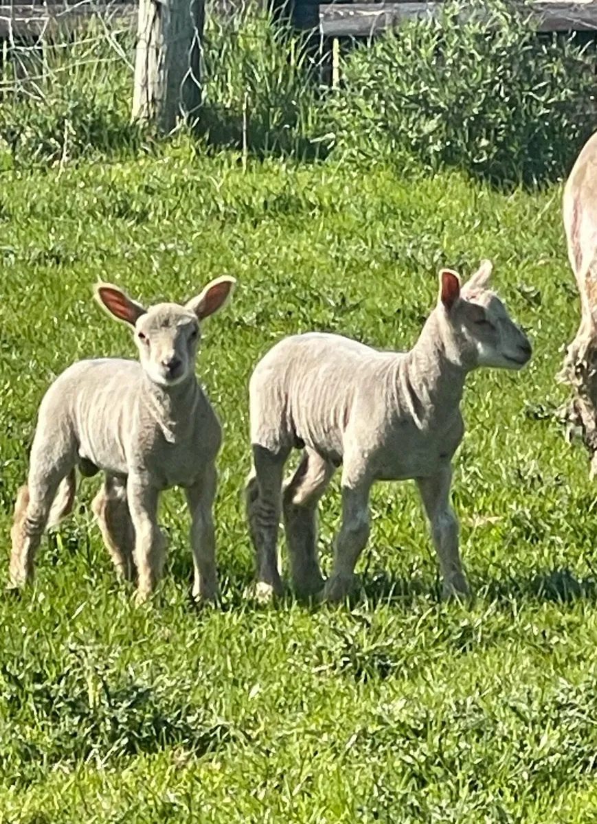Pb Charollais ewes & Lambs - Image 2