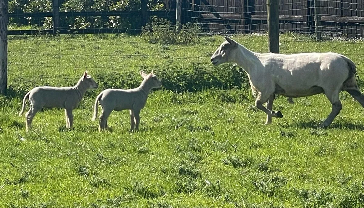 Pb Charollais ewes & Lambs - Image 4