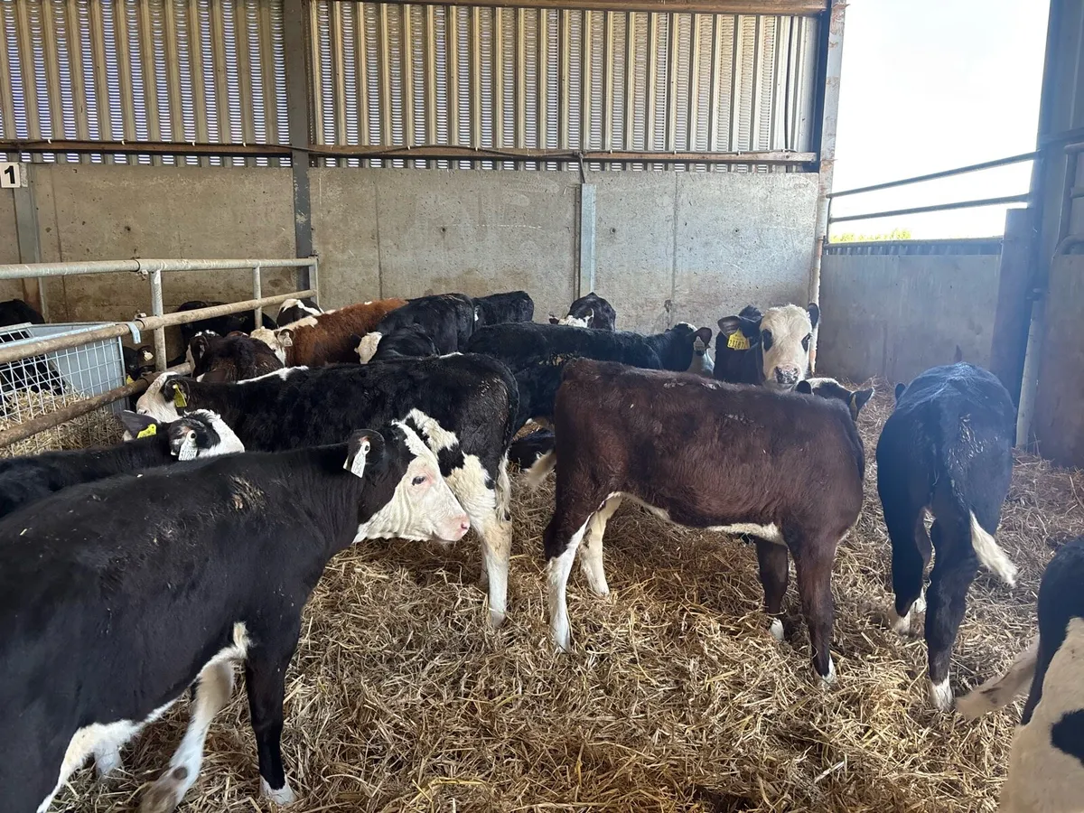 20 super reared Hereford heifers - Image 2