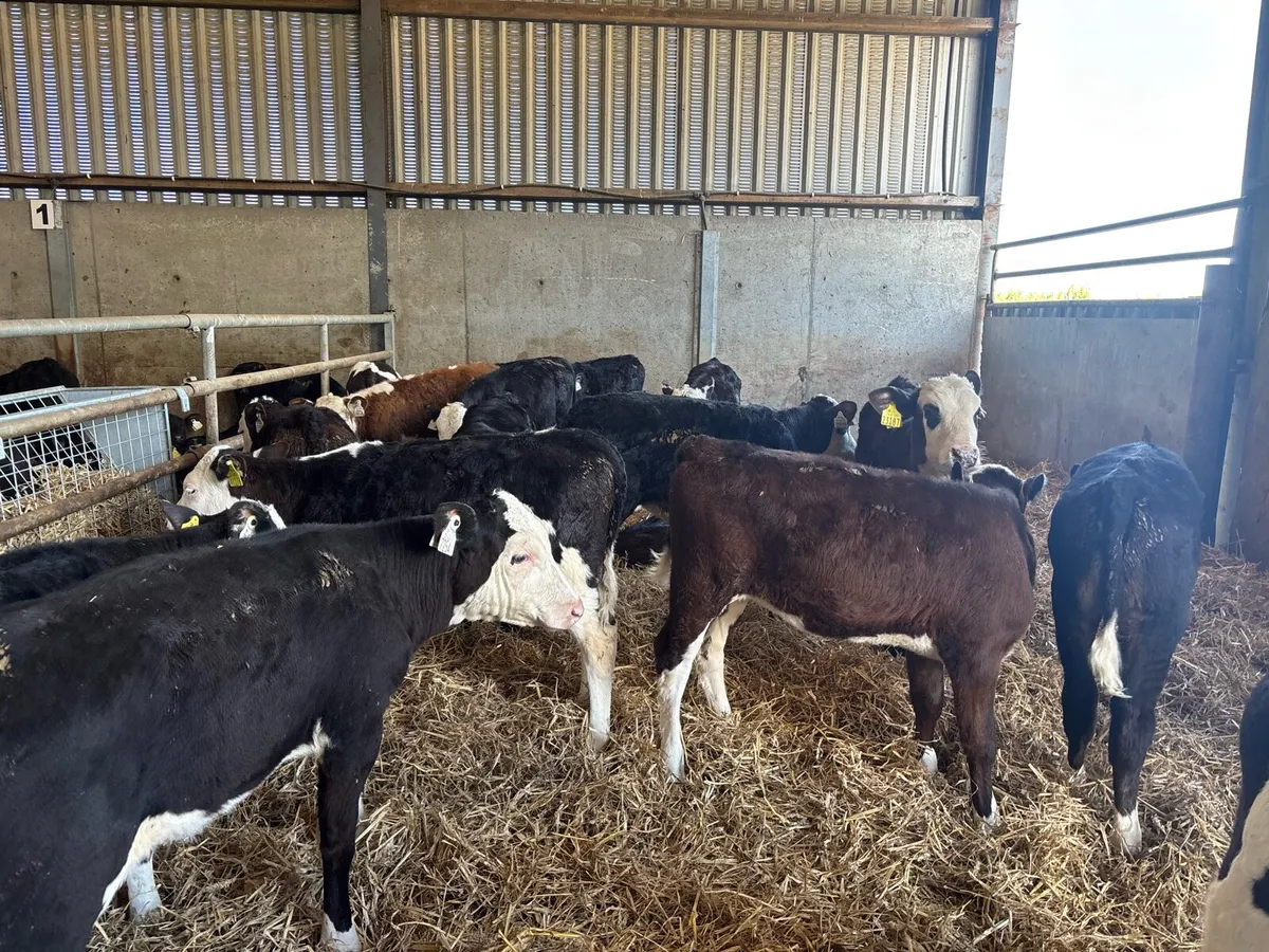 20 super reared Hereford heifers - Image 3