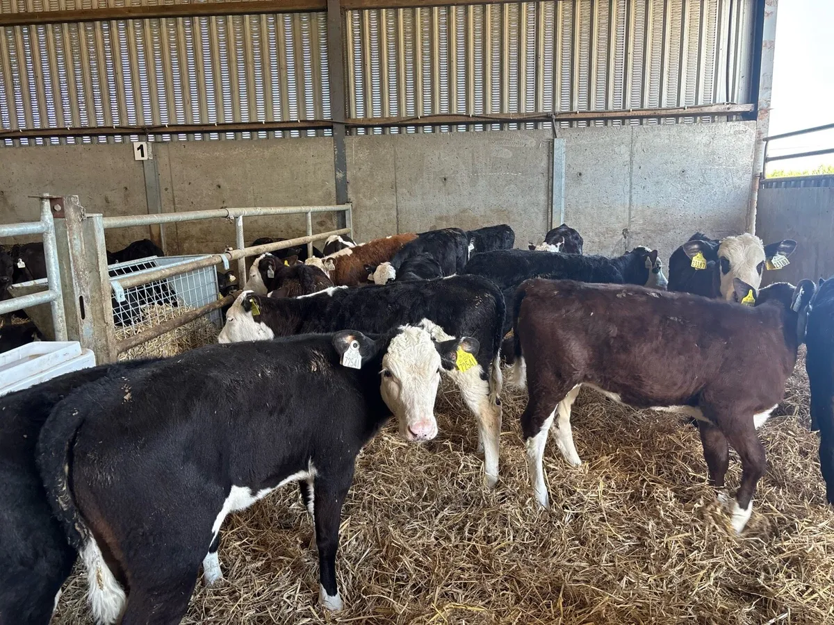 20 super reared Hereford heifers - Image 4