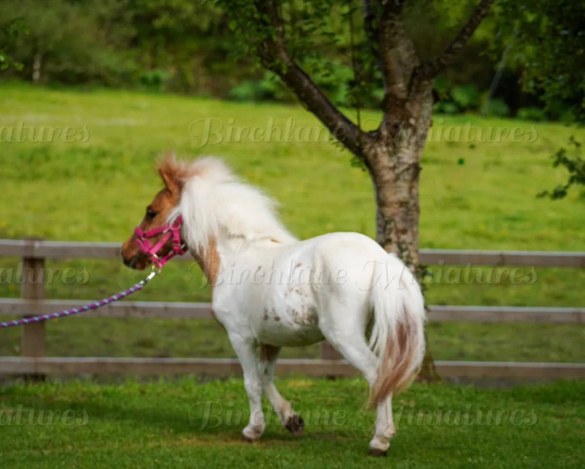 29” Miniature Filly - Image 2