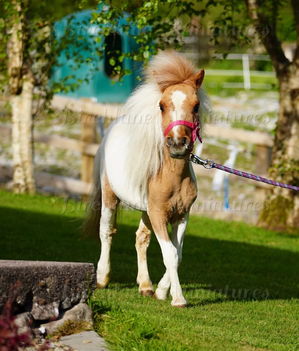 29” Miniature Filly - Image 4