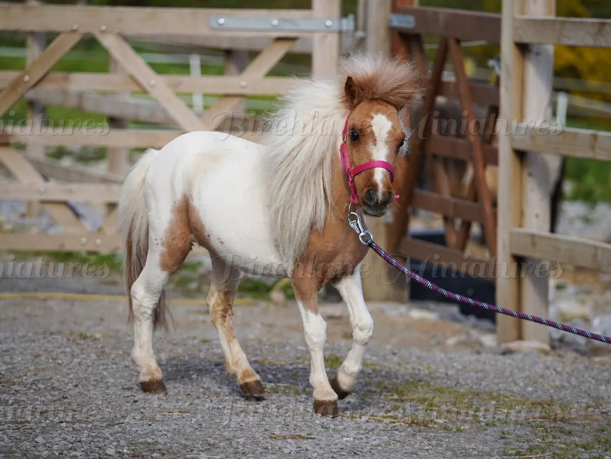 29” Miniature Filly - Image 1