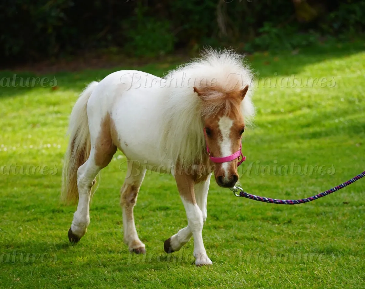 29” Miniature Filly - Image 3