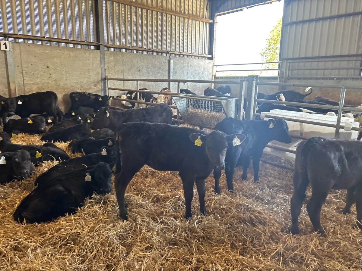 40 super reared Angus heifers - Image 1