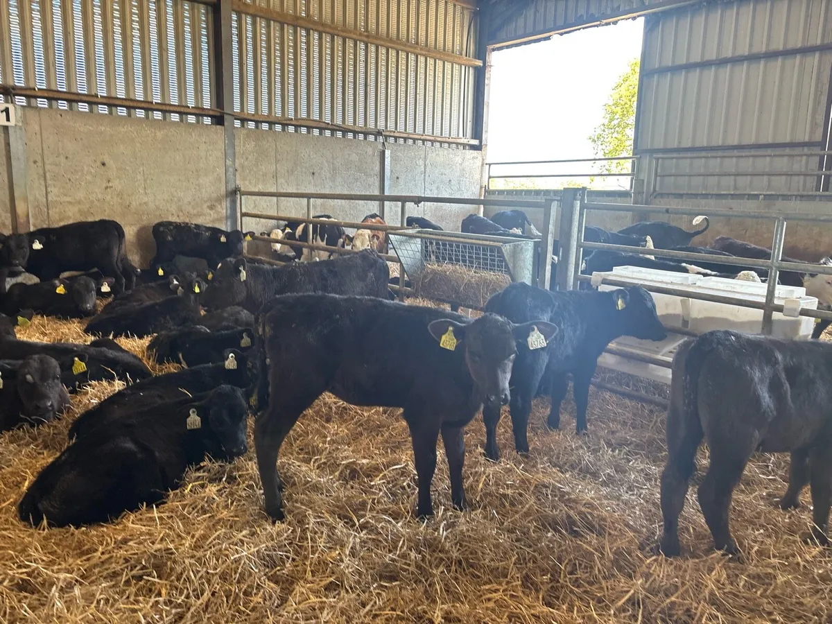 40 super reared Angus heifers - Image 3