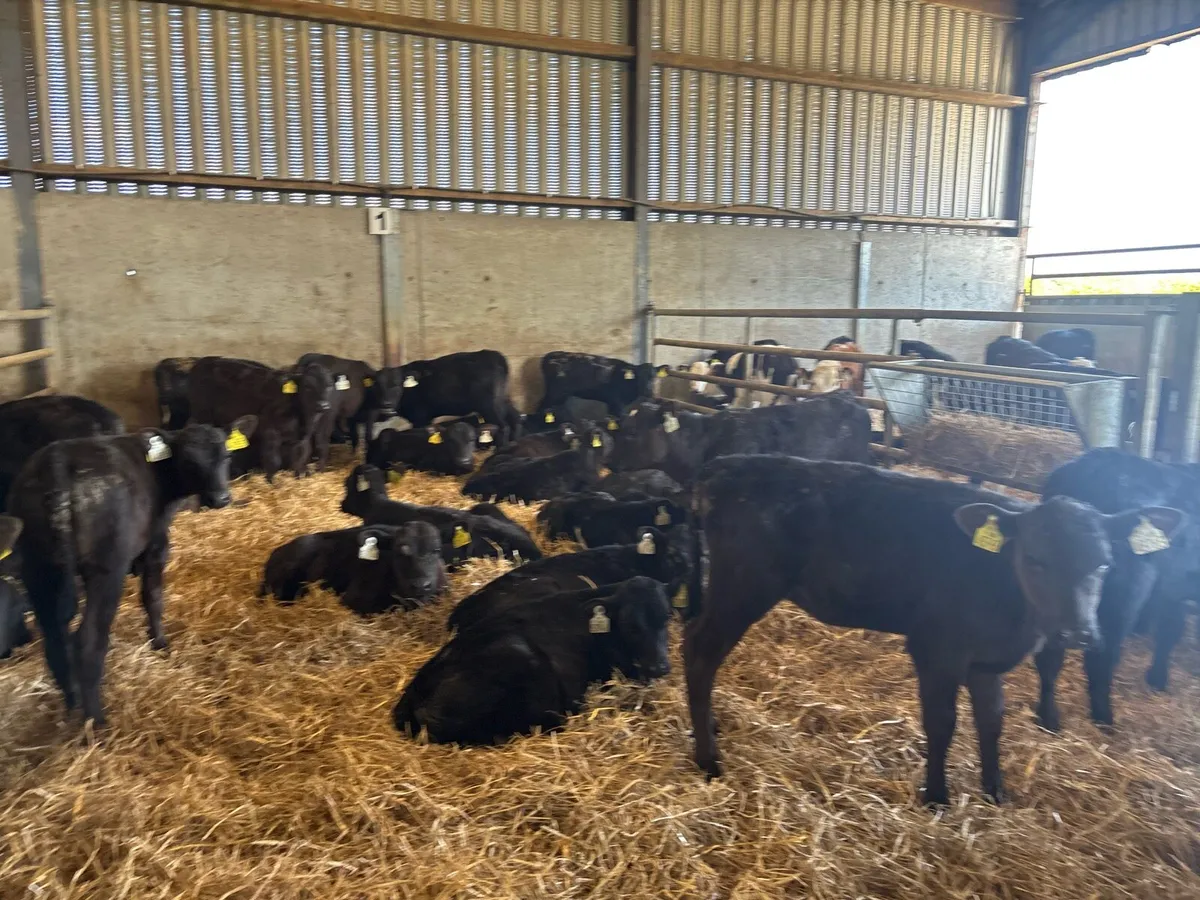 40 super reared Angus heifers - Image 4