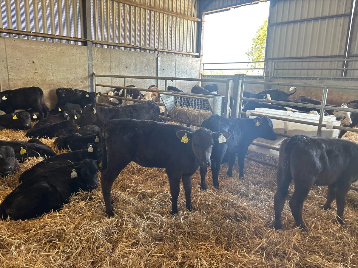 40 super reared Angus heifers - Image 2