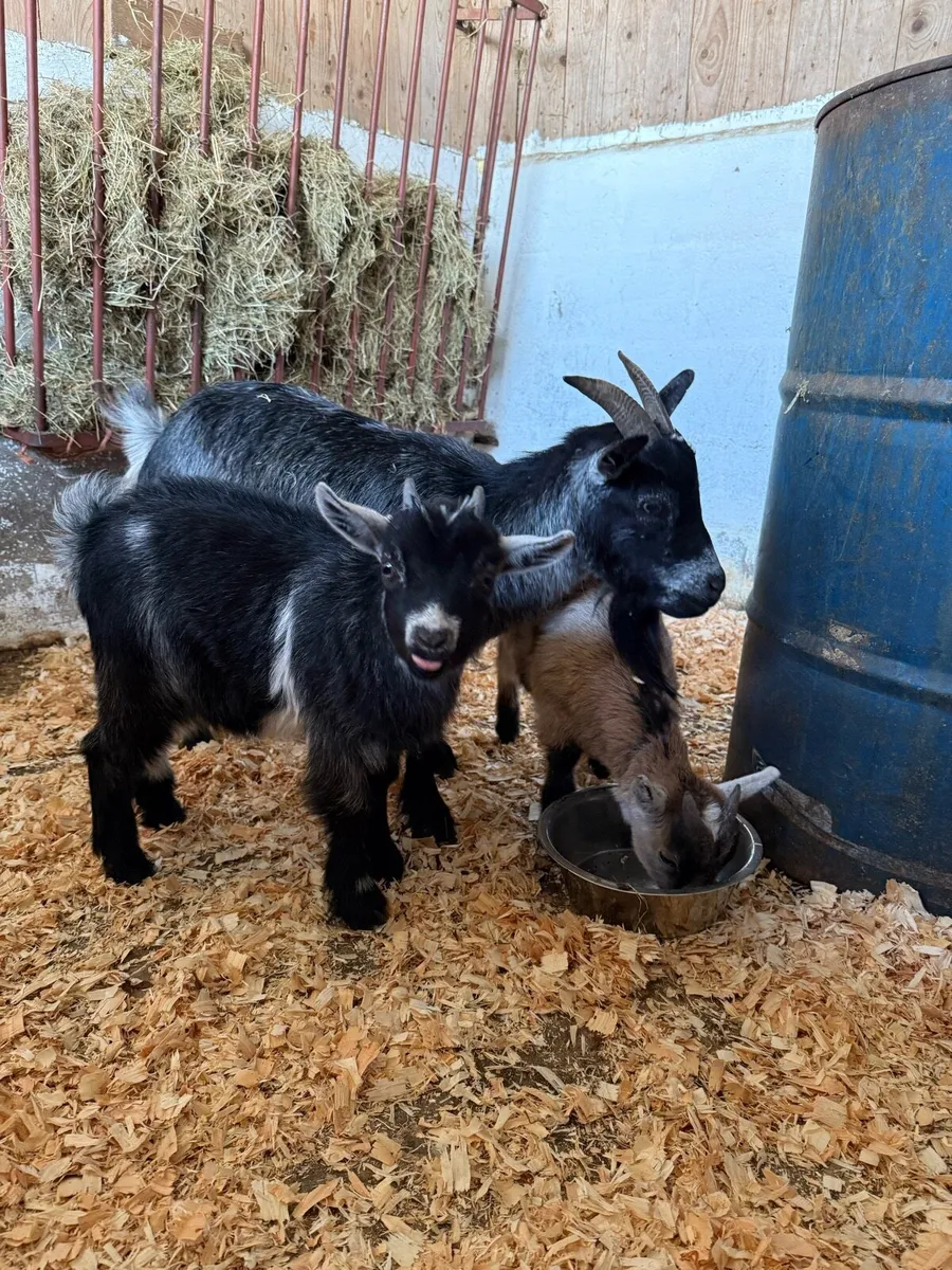Pygmy Mother & Two Kids - Image 3
