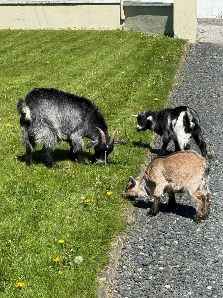 Pygmy Mother & Two Kids - Image 1