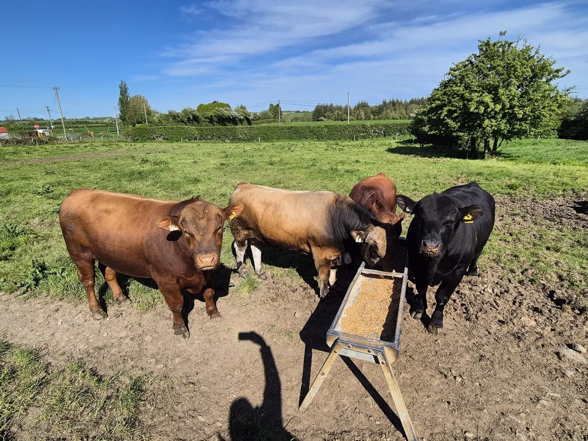 Pedigree Angus/Aubrac Bulls - Image 1