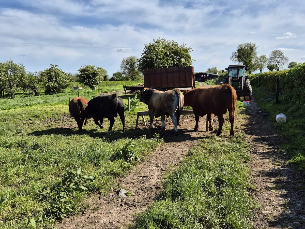 Pedigree Angus/Aubrac Bulls - Image 2