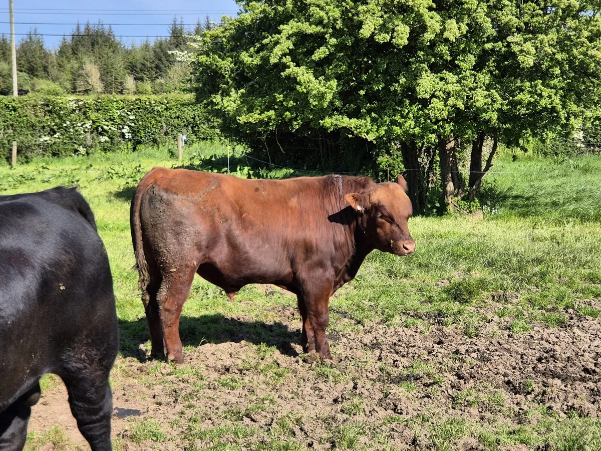 Pedigree Angus/Aubrac Bulls - Image 3