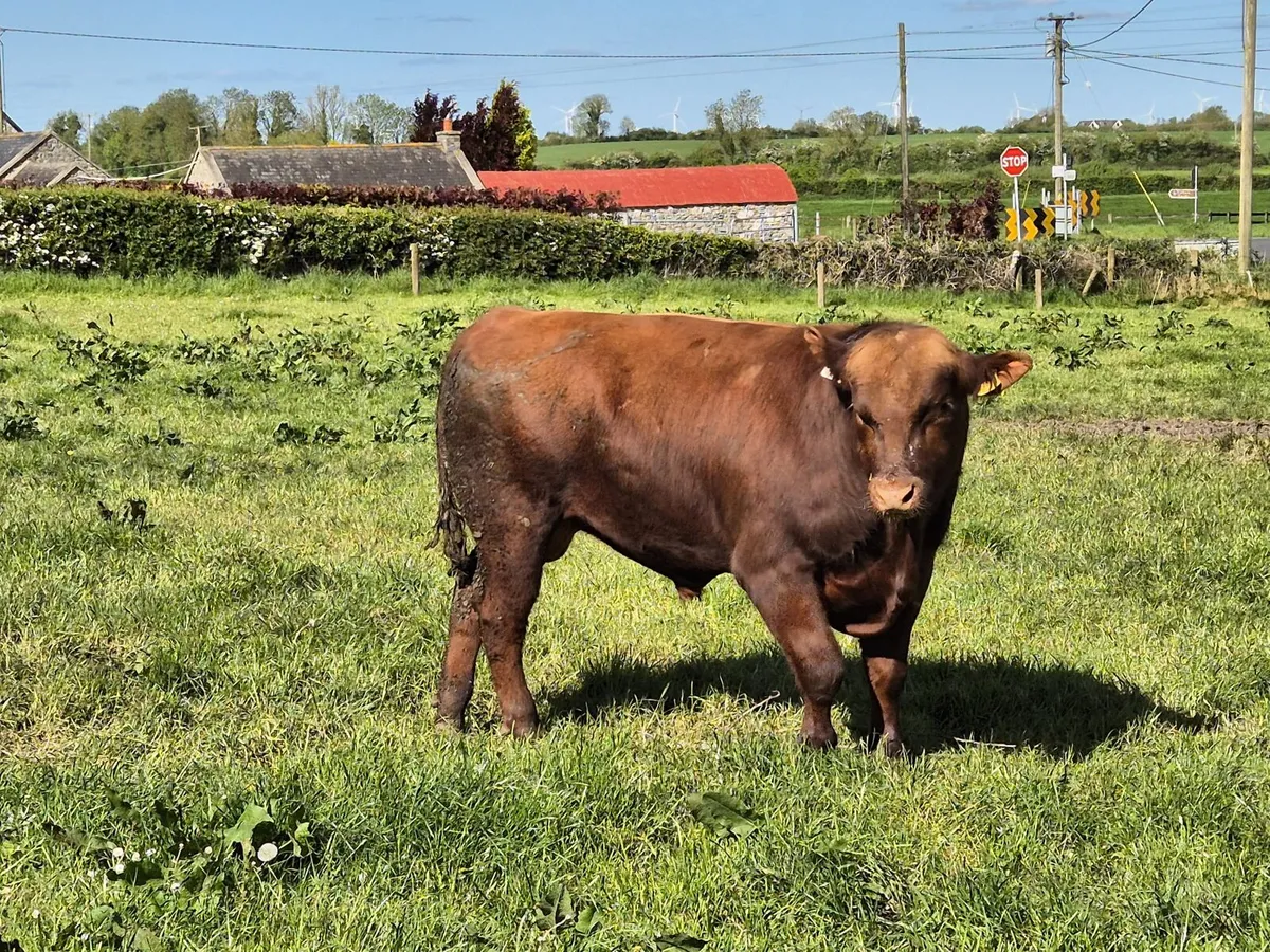 Pedigree Angus/Aubrac Bulls - Image 4