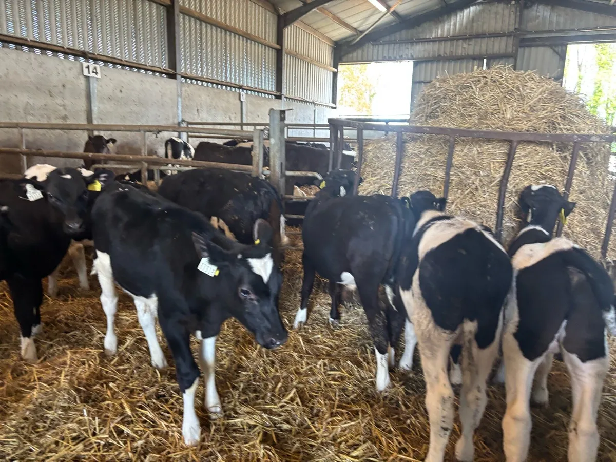 15 super British Frisian bull runners - Image 2