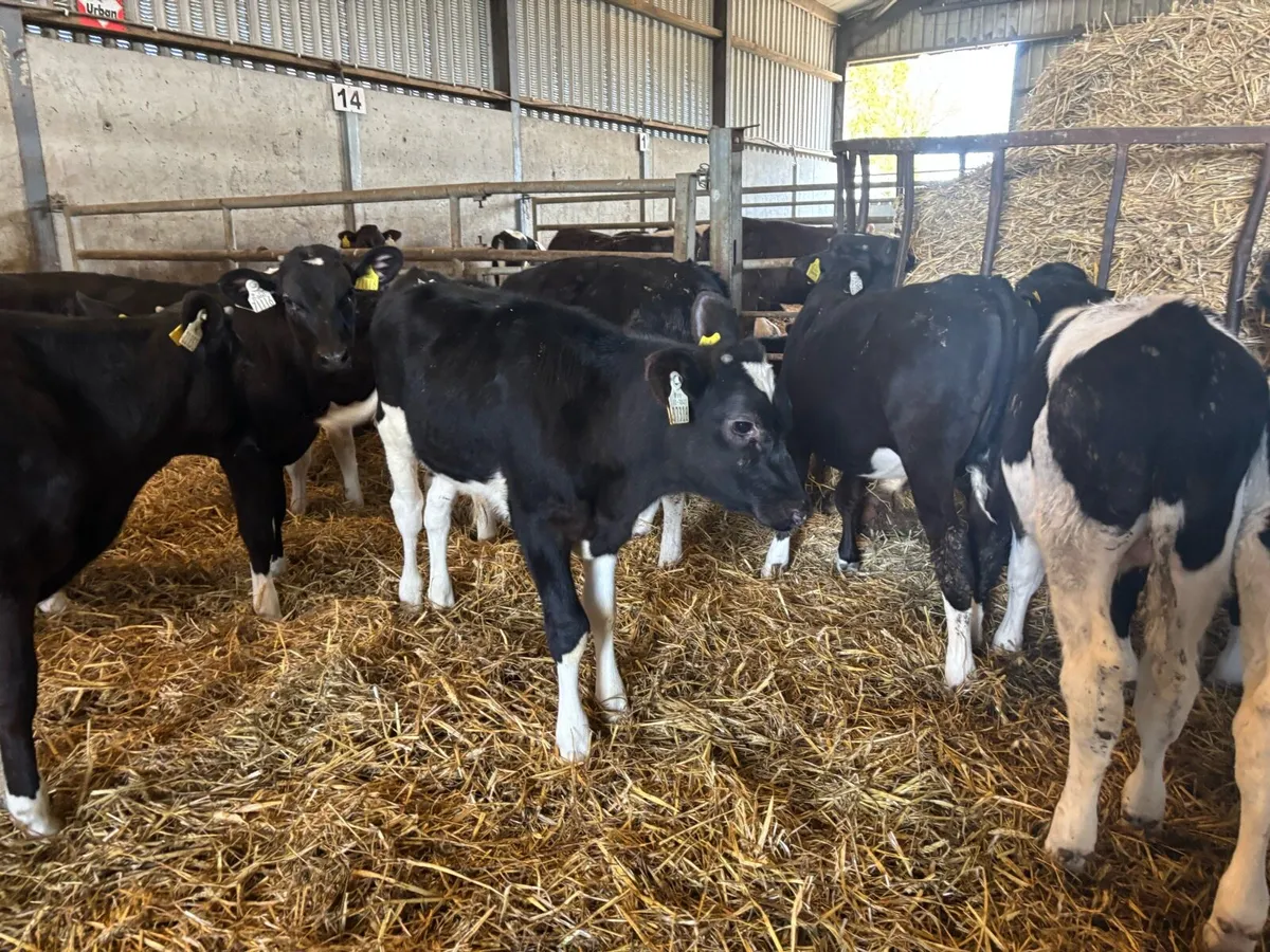15 super British Frisian bull runners - Image 3