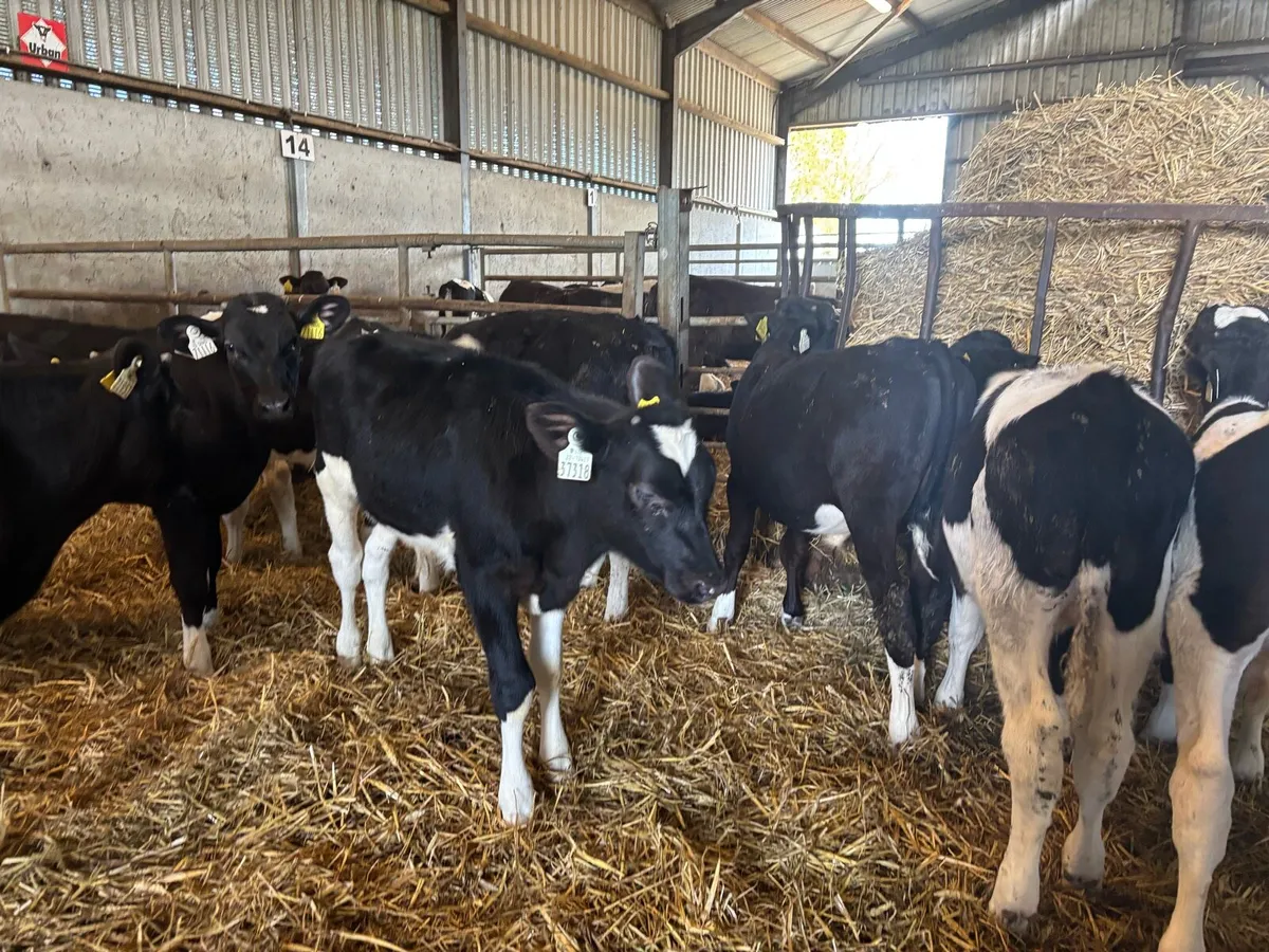 15 super British Frisian bull runners - Image 4