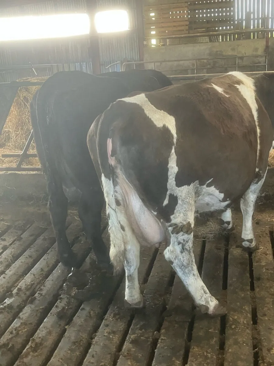 2 Quite Cows - Image 3