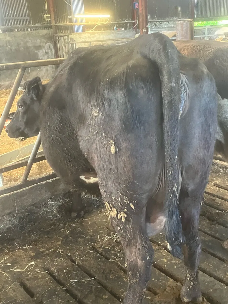 2 Quite Cows - Image 4