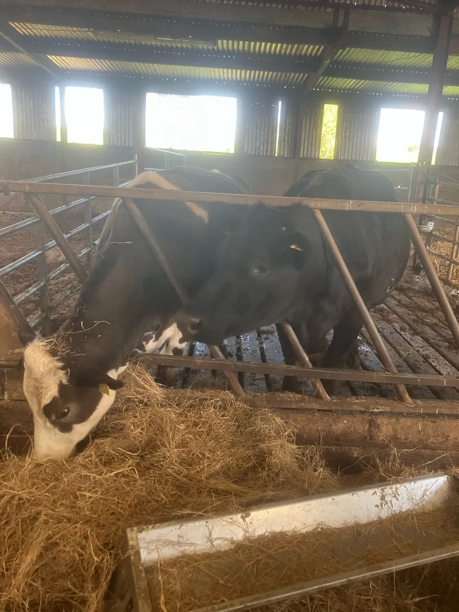 2 Quite Cows - Image 1