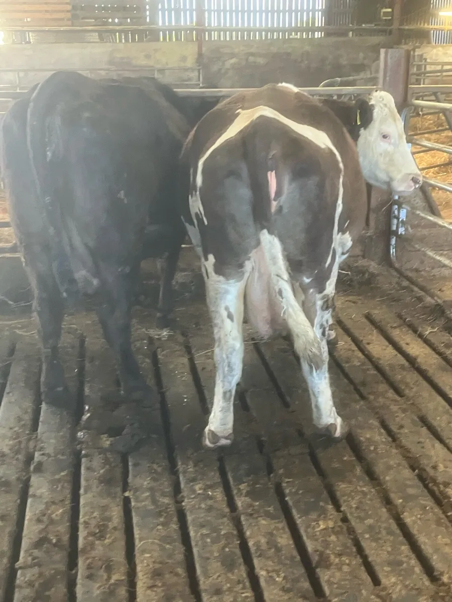 2 Quite Cows - Image 2
