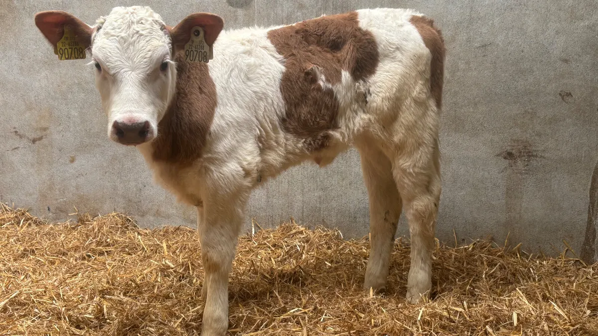 Super Red Simmental Heifer Calf - Image 1