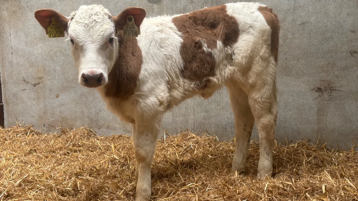 Super Red Simmental Heifer Calf - Image 3