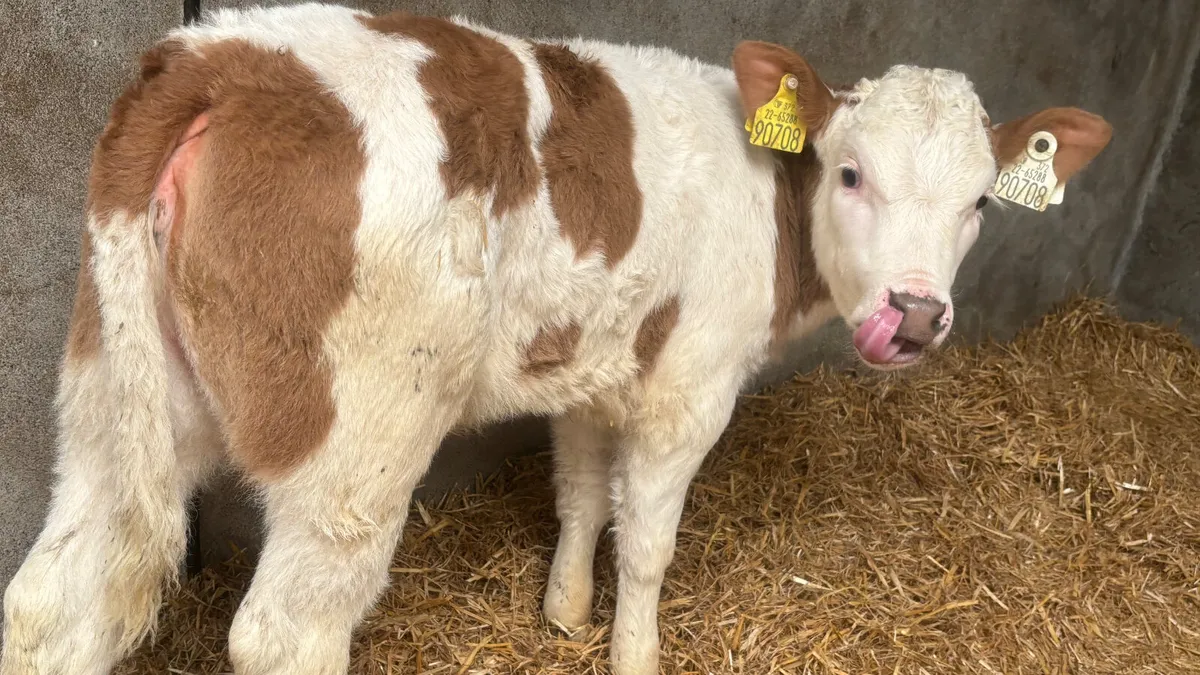 Super Red Simmental Heifer Calf - Image 2