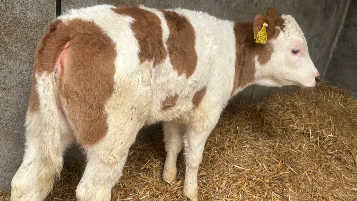 Super Red Simmental Heifer Calf - Image 4