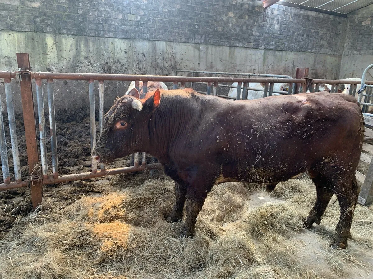 Bulls heifers - Image 4