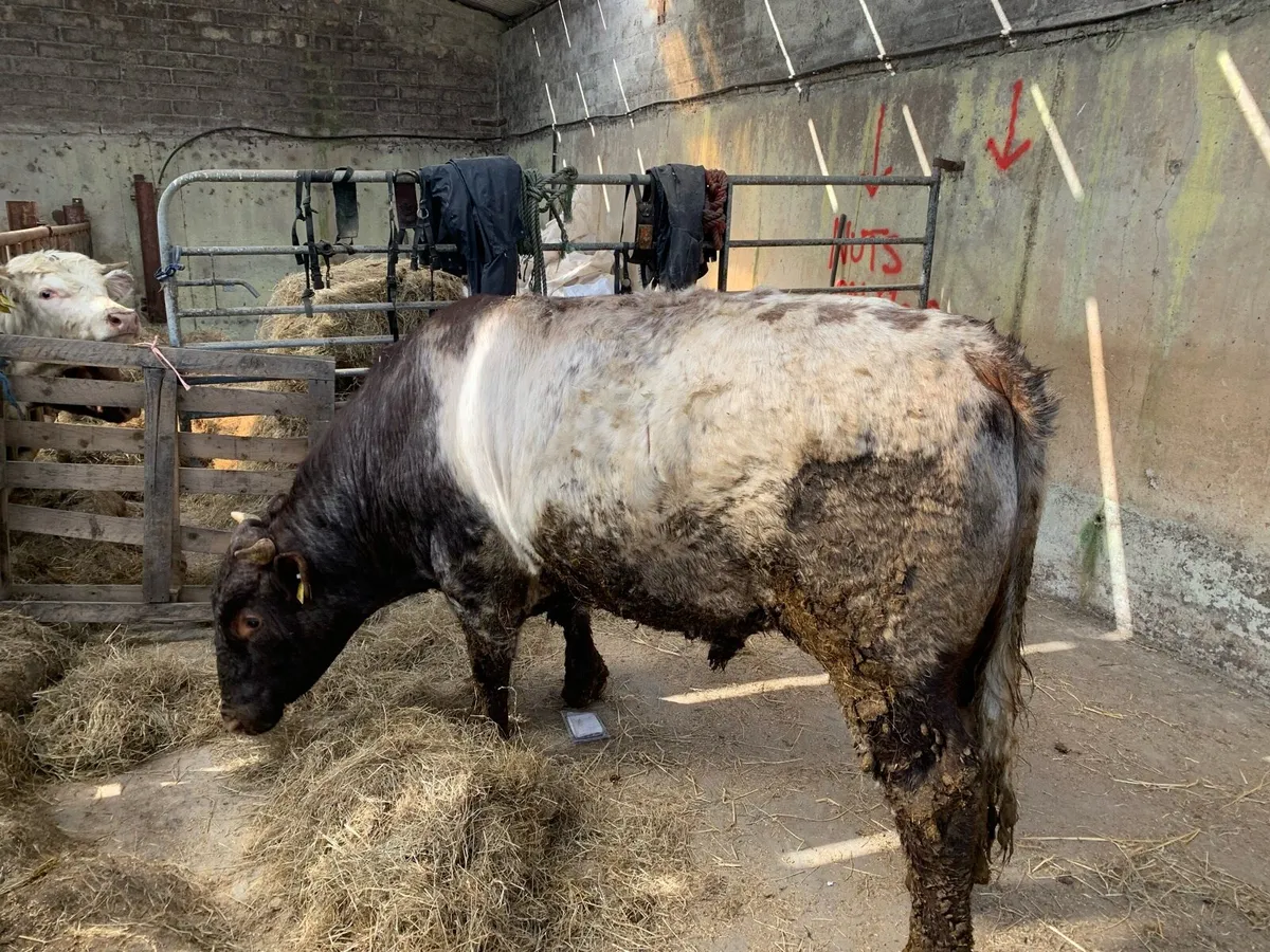 Bulls heifers - Image 1
