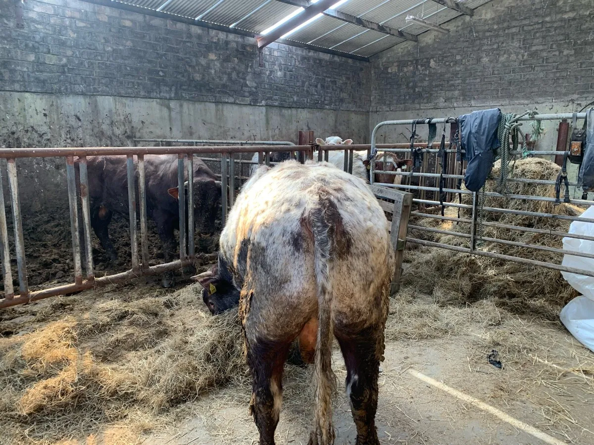 Bulls heifers - Image 2