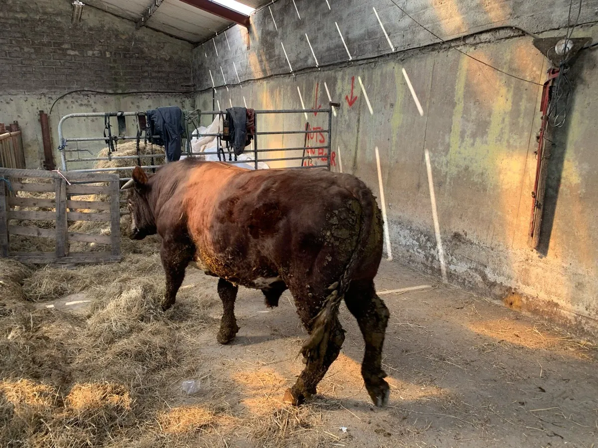 Bulls heifers - Image 3