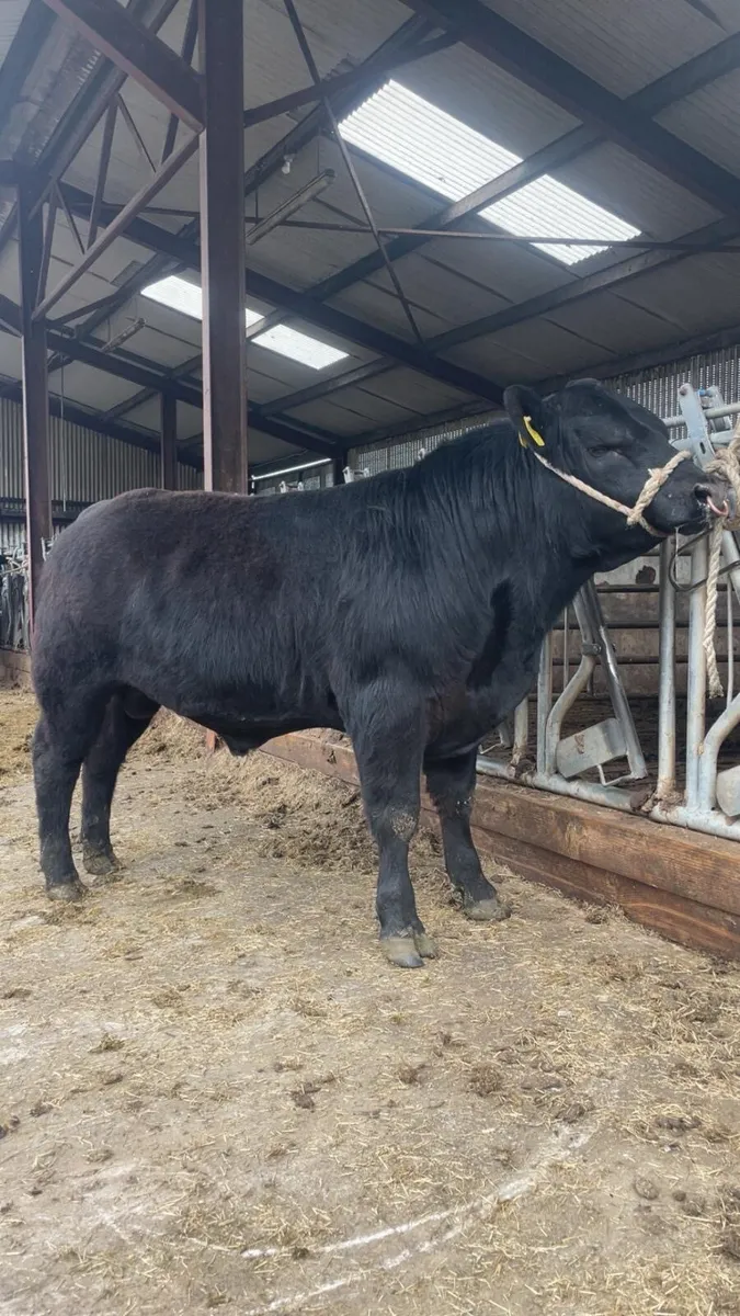 Aberdeen Angus bulls - Image 2