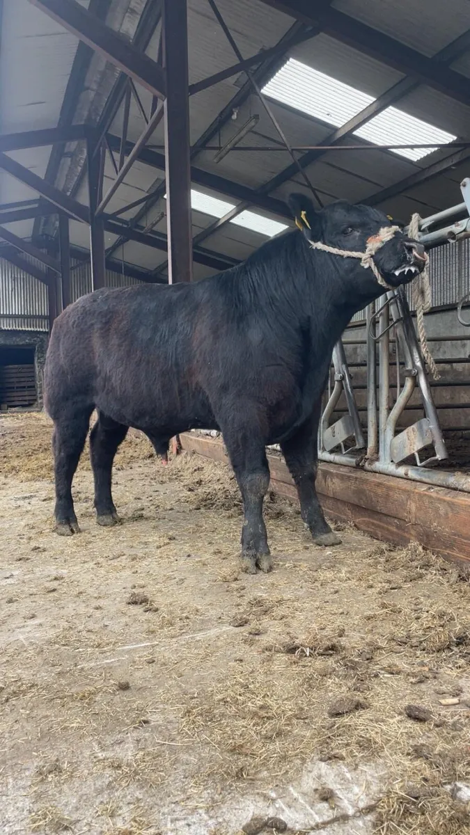 Aberdeen Angus bulls - Image 3