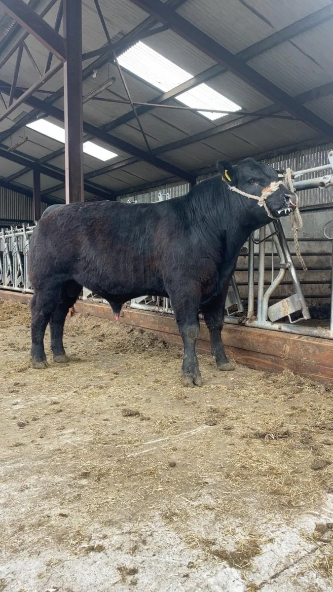 Aberdeen Angus bulls - Image 4