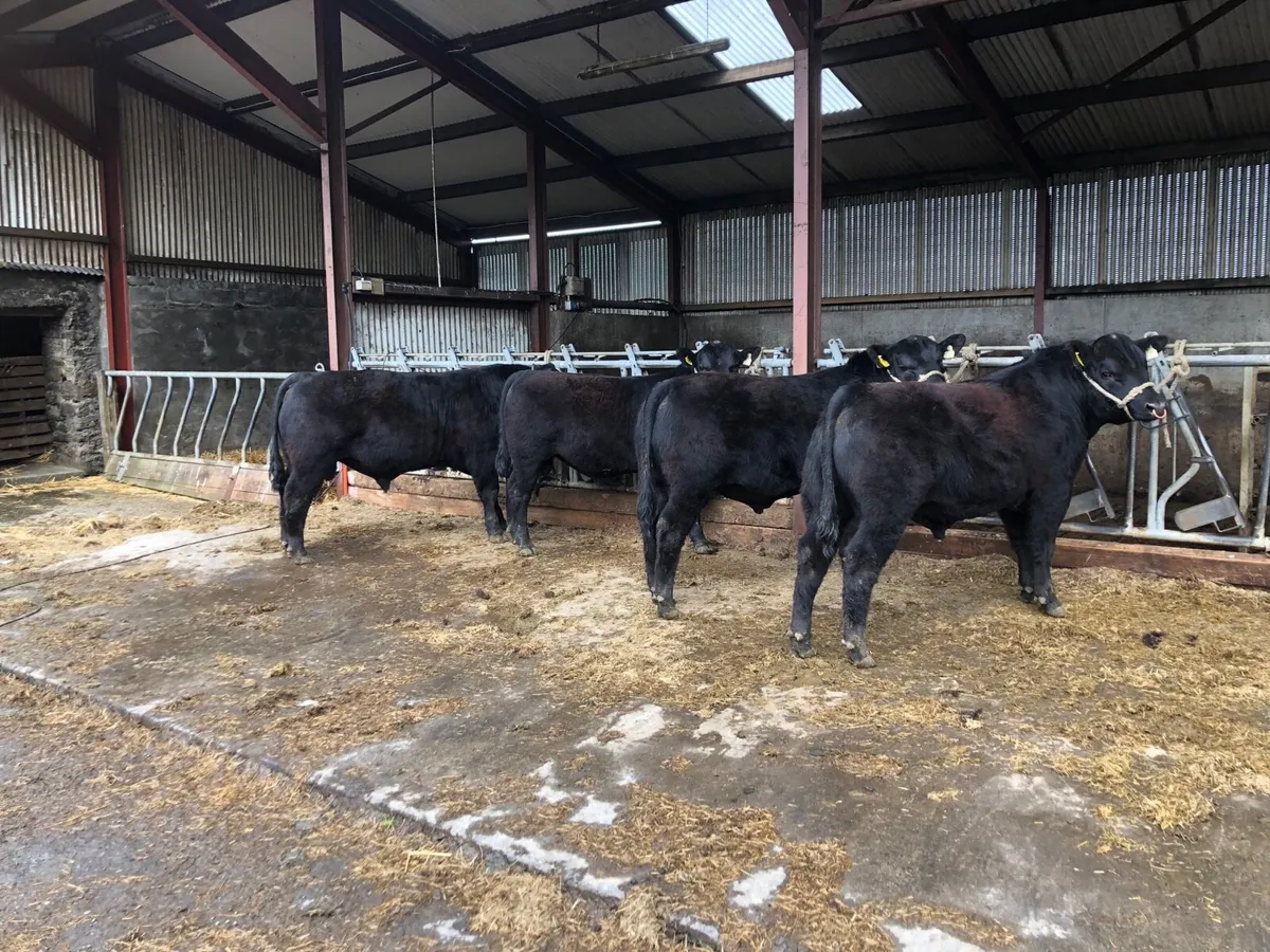 Aberdeen Angus bulls - Image 1
