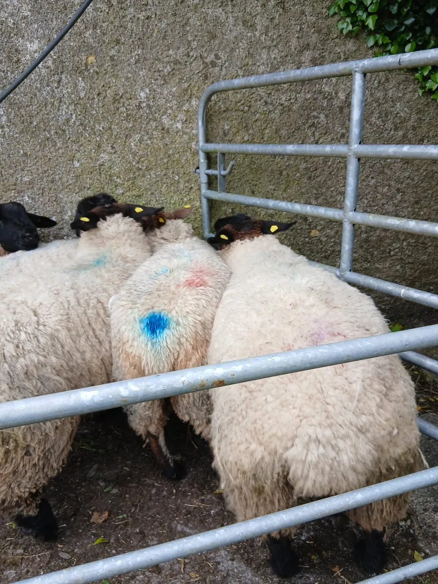 Sheep - Image 1