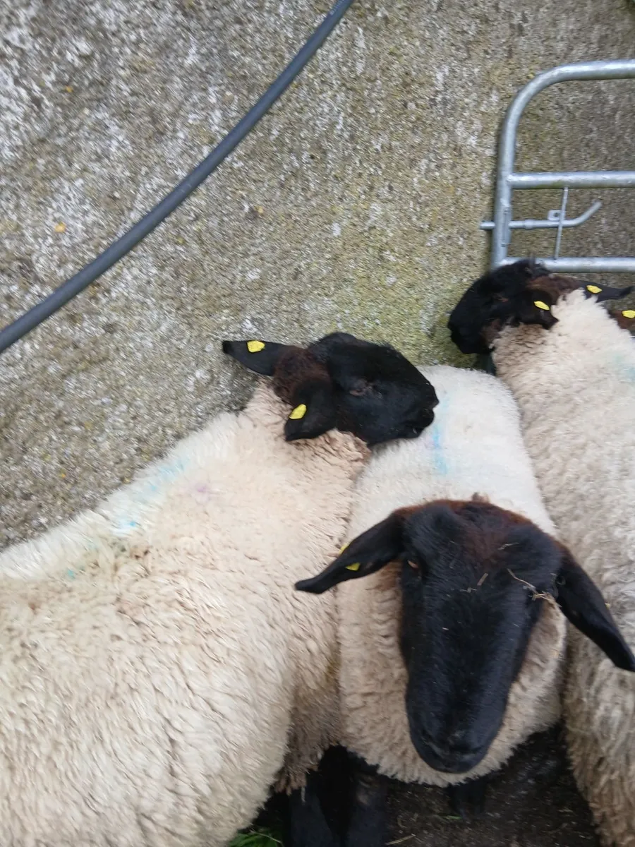 Sheep - Image 2